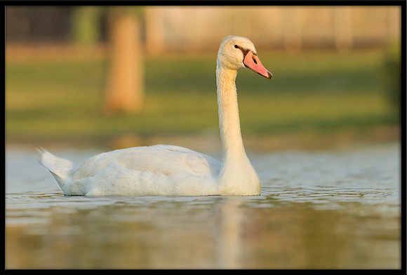Mute Cygnet - 98 Days Old