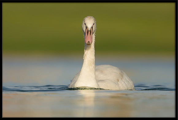 Mute Cygnet - 98 Days Old