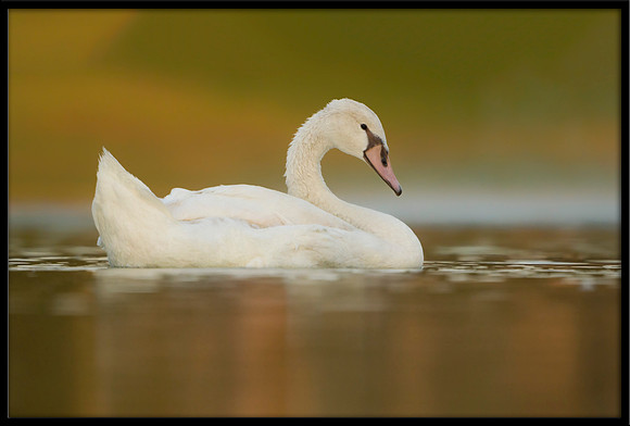 Mute Cygnet - 98 Days Old