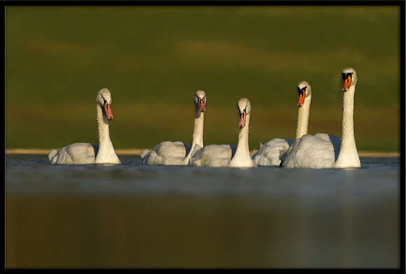 Mute Swan family with 98-Day-Old Cygnets