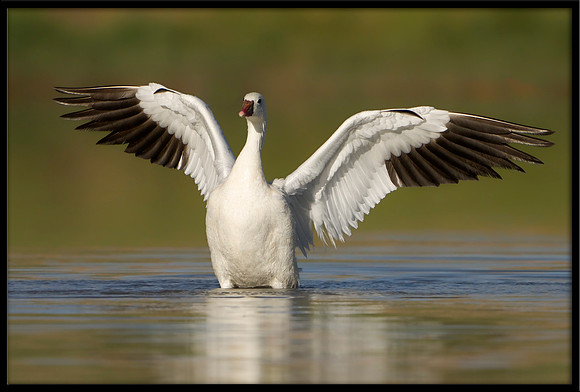 Ross's Goose