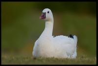 Ross's Goose