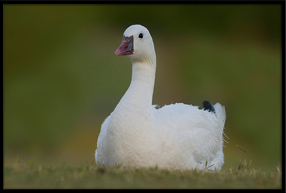 Ross's Goose