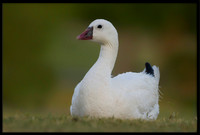 Ross's Goose