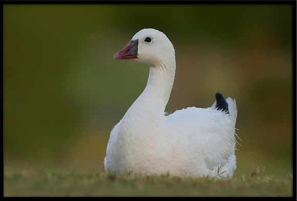 Ross's Goose