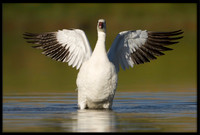 Ross's Goose