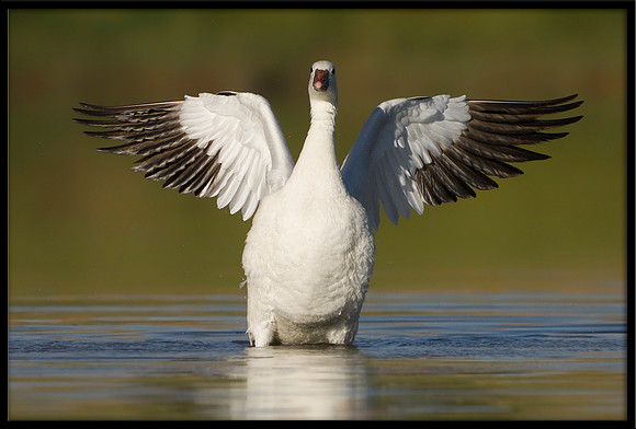 Ross's Goose