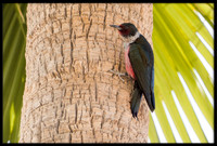 Lewis's Woodpecker