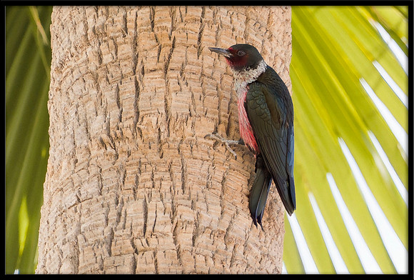 Lewis's Woodpecker