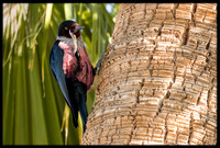 Lewis's Woodpecker