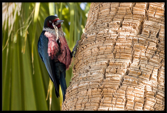 Lewis's Woodpecker
