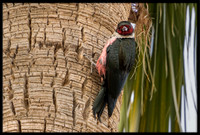 Lewis's Woodpeckers