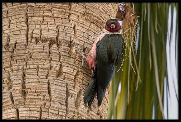 Lewis's Woodpecker