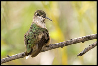 Calliope Hummingbird