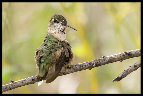 Calliope Hummingbird
