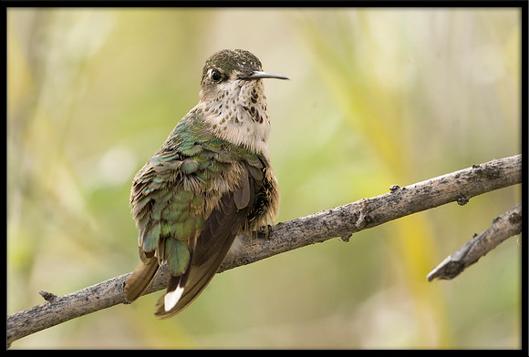 Calliope Hummingbird