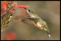 Calliope Hummingbird