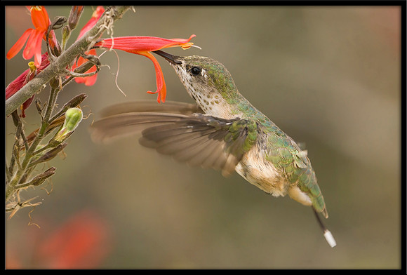 Calliope Hummingbird