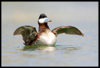 Ruddy Duck