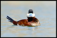 Ruddy Duck