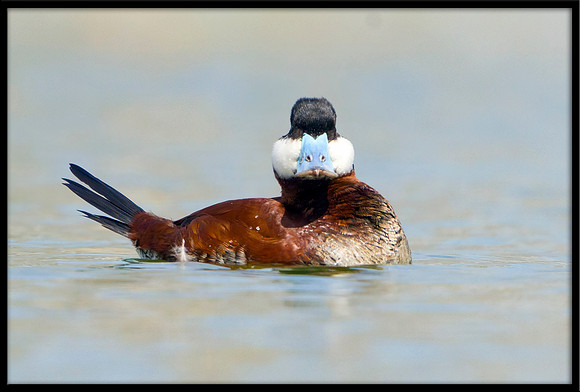 Ruddy Duck