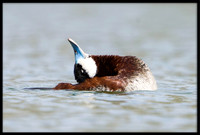 Ruddy Duck