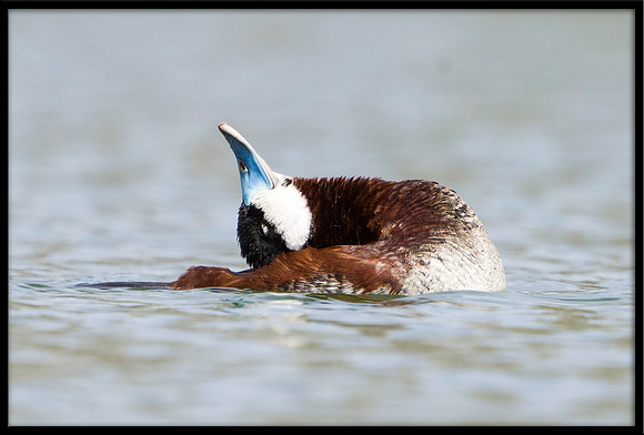 Ruddy Duck