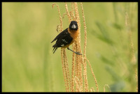 Black-headed Grosbeak