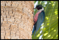 Lewis's Woodpecker