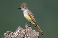Ash-throated Flycatcher