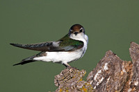 Violet-green Swallows