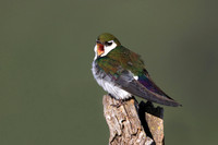 Violet-green Swallow