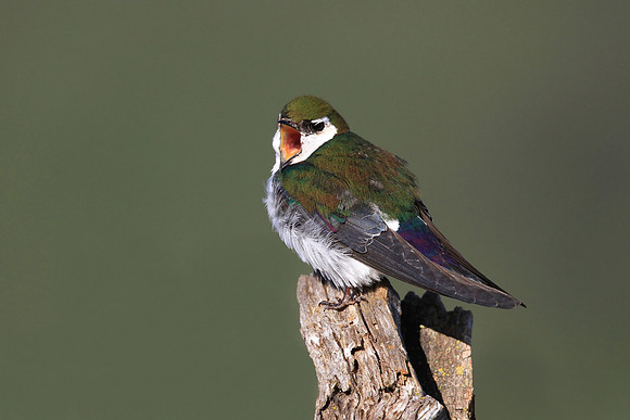 Violet-green Swallow
