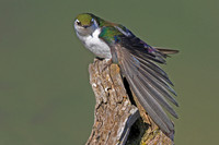 Violet-green Swallow