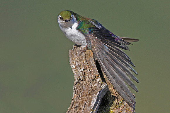 Violet-green Swallow