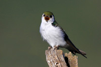 Violet-green Swallow