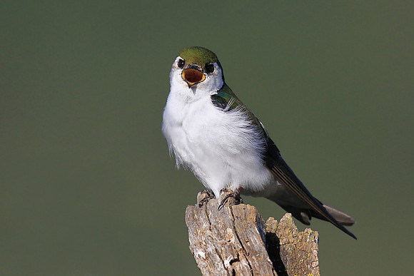 Violet-green Swallow