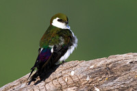 Violet-green Swallow