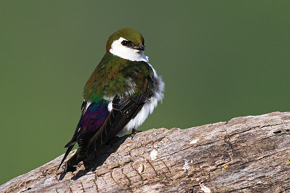 Violet-green Swallow