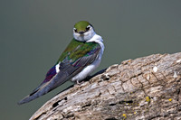 Violet-green Swallow