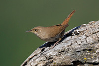 House Wren