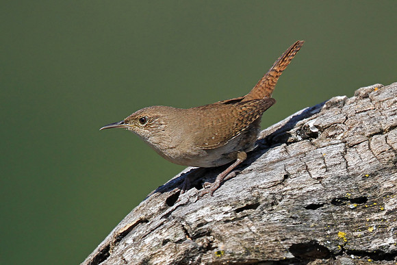 House Wren