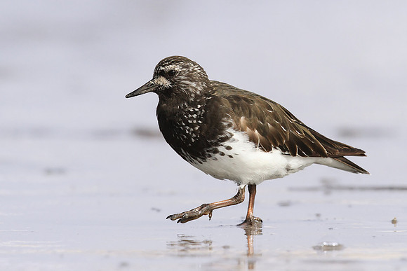 Black Turnstone