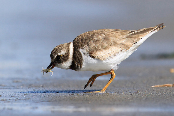 Semipalmated Plover with Crab