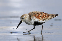 Dunlin