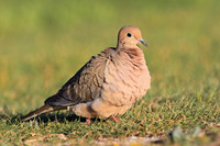 Misc. Doves