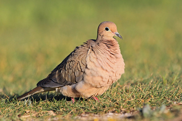 Dove