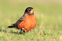 American Robin