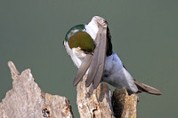 Violet-green Swallow