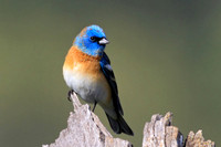 Lazuli Bunting